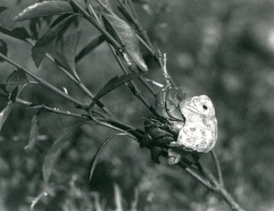 Un granchio eremita terrestre che si arrampica su un piccolo ramo, Zoo di Londra da Frederick William Bond