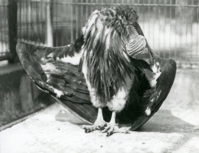 Un Avvoltoio faccia di lappone in piedi sul pavimento del suo recinto, che si pulisce le piume delle ali, Zoo di Londra da Frederick William Bond