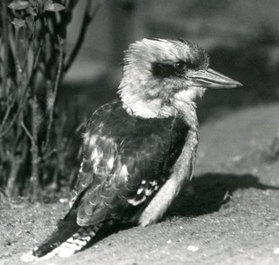 Un kookaburra che ride allo zoo di Londra nell