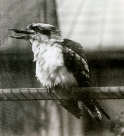 Un kookaburra ridente allo Zoo di Londra nell