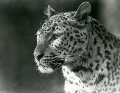 Un leopardo allo zoo di Londra nel 1930 da Frederick William Bond