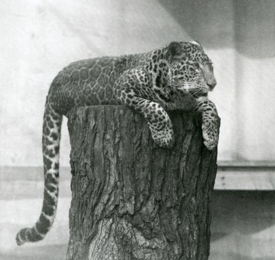 Un leopardo sdraiato sulla cima di un ceppo d