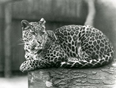Un leopardo che riposa su un tronco allo zoo di Londra nel 1929 (foto in b/n) da Frederick William Bond