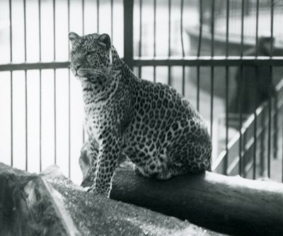 Un leopardo seduto su un tronco nel suo recinto allo Zoo di Londra, settembre 1925 da Frederick William Bond