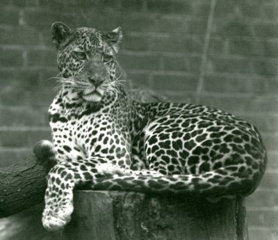 Un leopardo seduto su un ceppo d