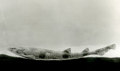 Un piccolo squalo maculato allo Zoo di Londra nel 1924 da Frederick William Bond
