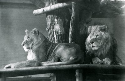 Un leone e una leonessa che riposano su una piattaforma alta, nel loro recinto, Zoo di Londra nel 1929 da Frederick William Bond