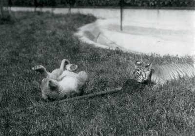Un cucciolo di leone e un cucciolo di tigre giocano con un mocio, sull
