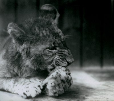 Un cucciolo di leone che si nutre allo Zoo di Londra nel 1927 da Frederick William Bond