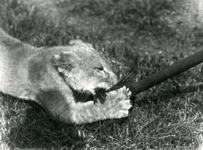 Un cucciolo di leone che gioca con un mocio, tenuto dal suo custode, sull