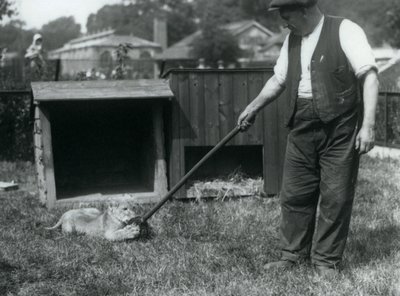 Un cucciolo di leone che gioca con un mocio, tenuto dal suo custode, sull