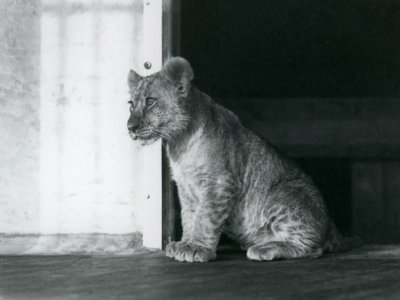 Un cucciolo di Leone seduto sul pavimento allo Zoo di Londra nel 1930 da Frederick William Bond