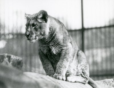 Un cucciolo di leone, nato nella menagerie nel luglio 1923, Zoo di Londra, luglio 1924 da Frederick William Bond