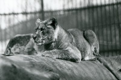 Un cucciolo di leone, nato nella menagerie nel luglio 1923, Zoo di Londra, luglio 1924 da Frederick William Bond