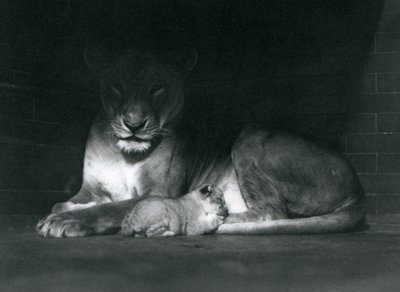 Una leonessa e un cucciolo sdraiati all