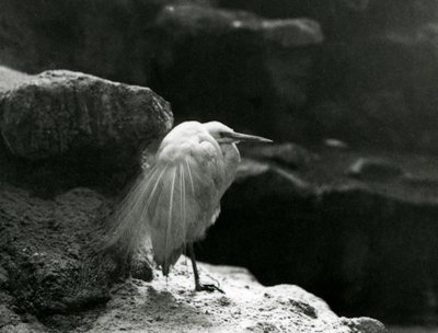 Un Airone bianco minore che riposa tra le rocce allo Zoo di Londra nel 1930 (foto b/n) da Frederick William Bond