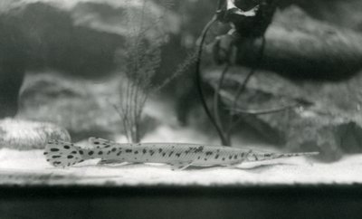 Un pesce ago, Zoo di Londra, 1924 da Frederick William Bond