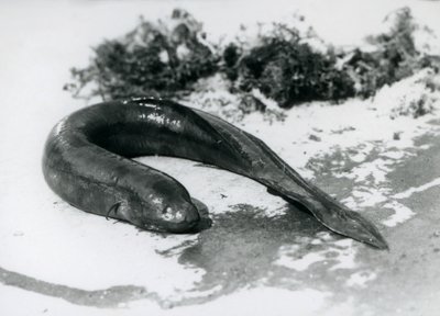 Un pesce polmonato che riposa fuori dall
