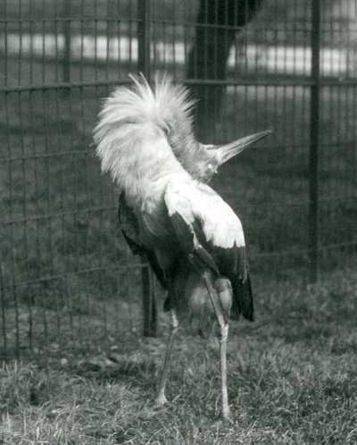 Una cicogna maguari che esegue la danza su e giù, Zoo di Londra, luglio 1925 da Frederick William Bond
