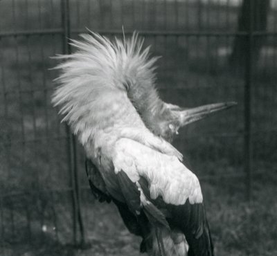Una cicogna maguari che esegue la danza su e giù, Zoo di Londra, luglio 1925 da Frederick William Bond
