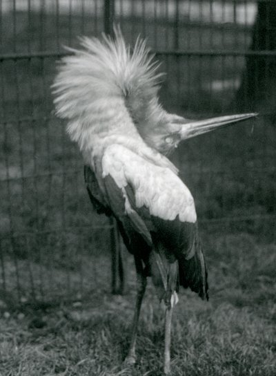 Un marabù che esegue la danza su-giù, zoo di Londra, luglio 1925 da Frederick William Bond