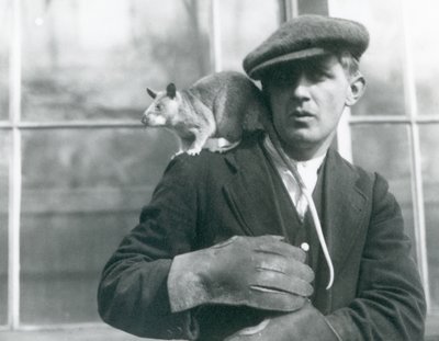 Un ratto gigante malgascio sulla spalla del suo custode, Zoo di Londra, 1924 da Frederick William Bond