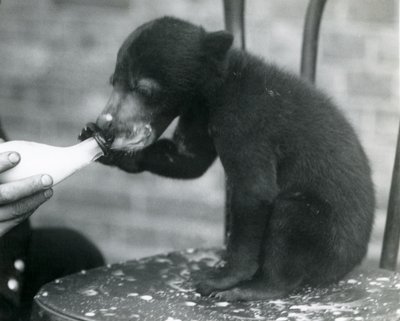 Un cucciolo di orso malese o del sole seduto su una sedia mentre viene allattato con il biberon dal suo custode allo Zoo di Londra, anni 1920 da Frederick William Bond