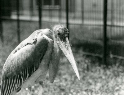 Un marabù che sta nel suo recinto allo Zoo di Londra nel settembre 1928 da Frederick William Bond