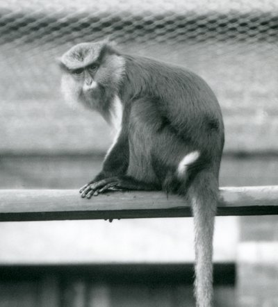 Una scimmia Mona seduta su un palo orizzontale nel suo recinto allo Zoo di Londra, settembre 1925 da Frederick William Bond