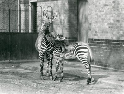 Una zebra di montagna e il suo puledro allo Zoo di Londra nel 1929 (foto in bianco e nero) da Frederick William Bond