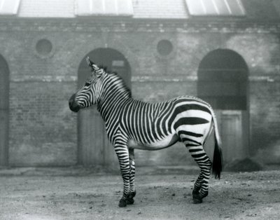 Una zebra di montagna che sta nel suo recinto, davanti alle alte porte della Casa delle Giraffe allo Zoo di Londra nel 1927 da Frederick William Bond