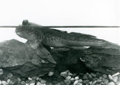 Un Periophthalmus, riposando su rocce sommerse, con gli occhi sopra l
