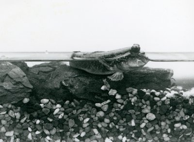Un pesce salterino che riposa su rocce sommerse, con gli occhi sopra l