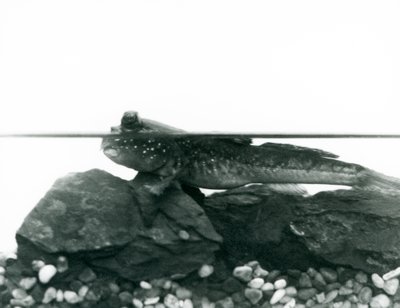 Un pesce saltafango, riposando su rocce sommerse, con gli occhi sopra l