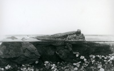 Un pesce saltatore, riposando su rocce sommerse, con la metà superiore del corpo sopra l