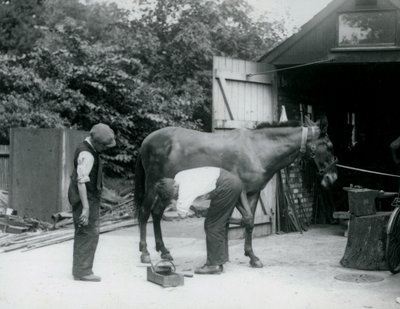 Un mulo ferrato allo Zoo di Londra nel 1924 da Frederick William Bond