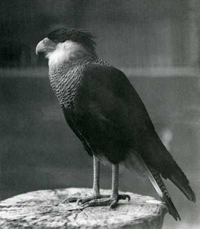 Un caracara crestato settentrionale allo Zoo di Londra, prima del 1930 da Frederick William Bond