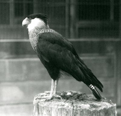 Un caracara crestato settentrionale su un tronco allo Zoo di Londra, settembre 1925 da Frederick William Bond
