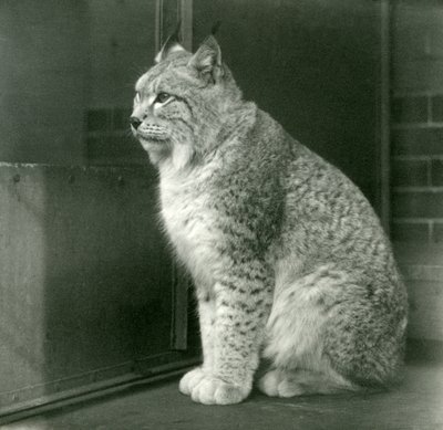 Una lince del nord, Zoo di Londra, febbraio 1925 da Frederick William Bond