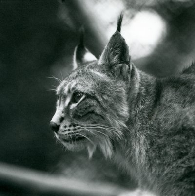 Lince del Nord allo Zoo di Londra, luglio 1925 da Frederick William Bond
