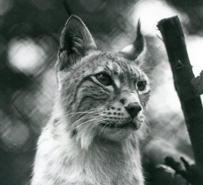 Lince del Nord allo Zoo di Londra, luglio 1925 da Frederick William Bond