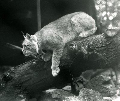 Una lince del nord che si sporge da un ramo, Zoo di Londra, ottobre 1925 da Frederick William Bond
