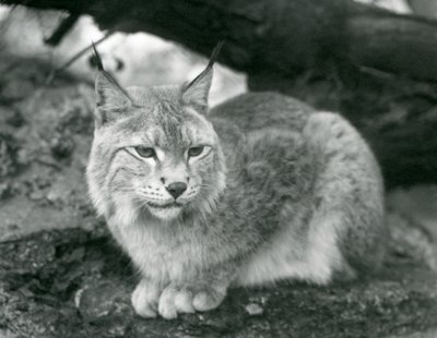 Una lince del nord seduta su una roccia, Zoo di Londra, ottobre 1925 da Frederick William Bond