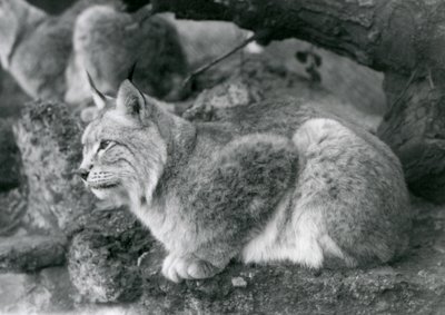 Una lince del nord seduta su una roccia, Zoo di Londra, ottobre 1925 da Frederick William Bond