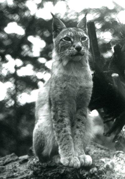 Una lince del nord seduta allo Zoo di Londra, luglio 1925 da Frederick William Bond