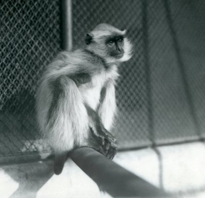 Un langur grigio delle pianure settentrionali seduto su un trespolo nel suo recinto allo Zoo di Londra nel 1928 da Frederick William Bond