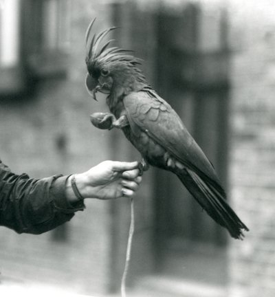 Un PalmGoliathGreat Black Cockatoo che si aggrappa al dito di un custode con un piede e tiene un dolcetto a forma di uovo nell