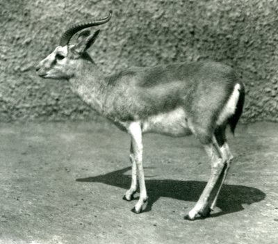 Una gazzella persiana al London Zoo, giugno 1925 da Frederick William Bond