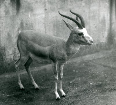 Una gazzella persiana, goitered o dalla coda nera allo Zoo di Londra, agosto 1927 da Frederick William Bond