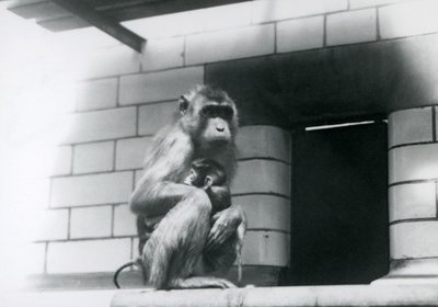 Una macaca dalla coda di maiale che tiene il suo cucciolo mentre è seduta su un bordo piastrellato nel suo recinto allo Zoo di Londra nel 1928 da Frederick William Bond